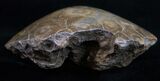 Polished Fossil Coral Head - Very Detailed #10378-2